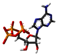 Аденозинтрифосфат: вид молекулы