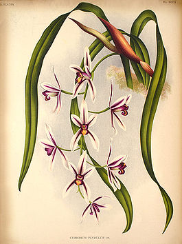 Cymbidium aloifolium