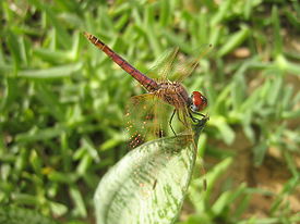 Dragonfly .jpg