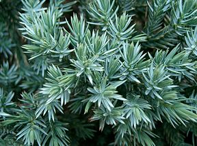 Juniperus squamata Blue Star 2.jpg