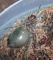 SpiderMoulting1.JPG