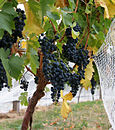 Wine grapes04.jpg