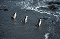 Antarctic, antarctic penguin (js) 47.jpg