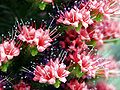 Echium wildpretii (flower) - Botanischer Garten Bonn.jpg