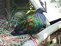 Nicobar Pigeon at Jurong BirdPark.jpg