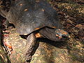 Red-footed Tortoise in Barbados 03.jpg