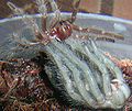 SpiderMoulting5.JPG