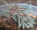 SpiderMoulting6.JPG