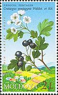 Stamp of Moldova md503.jpg