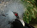 Victoria crowned pigeon closeup.JPG