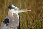 Everglades - Blue Heron.jpg