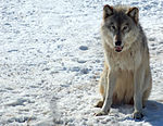 Gray Wolf in Minnesota 2.jpg