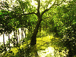 Sundarbans 02.jpg