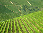 Vineyards in Langhe.jpg