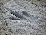 Enciso-dinosaur-footprint-detail.jpg