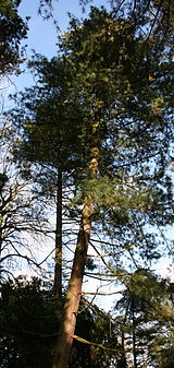 Pinus wallichiana 091207.JPG
