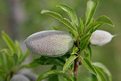 Unripe almond on tree.jpg