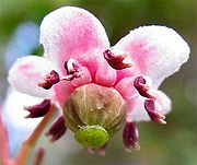 Chimaphila menziesii-Oregon-flowers.jpg