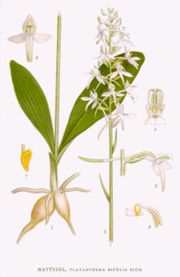 Platanthera bifolia Nordens Flora 406.jpg