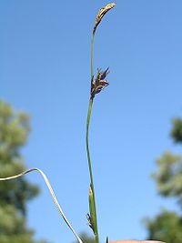 Carex michelii2.JPG