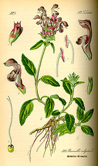 Illustration Prunella vulgaris0.jpg