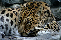NSK-ZOO-leopard.jpg