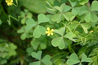 Oxalis stricta flowers and foliage 001.JPG