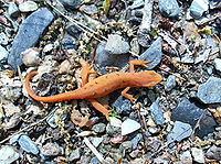 Red-spotted newt (N. v. viridescens).jpg