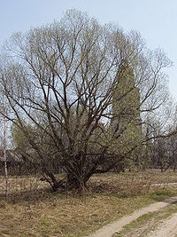 Salix alba habitus.JPG