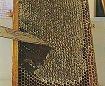 Honey-miel-cadre-opercule.jpg