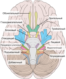 Brain human normal inferior view with labels ru.svg