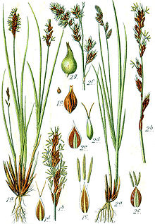 Carex spp Sturm30.jpg