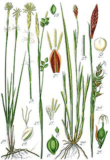 Carex spp Sturm43.jpg