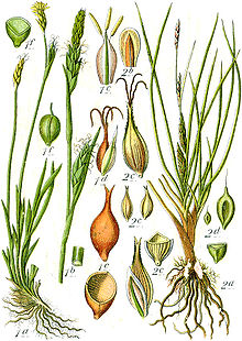 Carex spp Sturm57.jpg