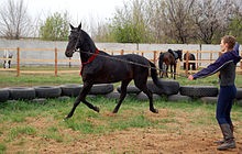 Donetsk Horse.JPG