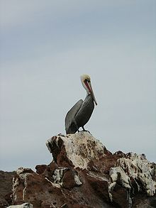 Пеликан в Эль-Вискаино