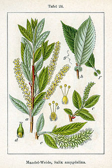 Salix triandra Sturm24.jpg