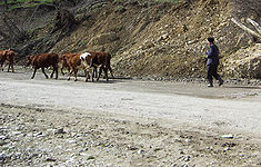 Ingushetia - Old man with cattle.jpg