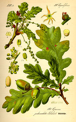 Illustration Quercus robur0.jpg