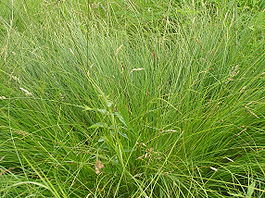 Carex appropinquata2.JPG