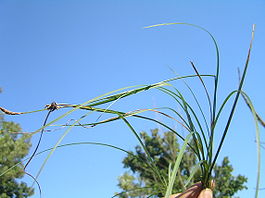 Carex michelii1.JPG