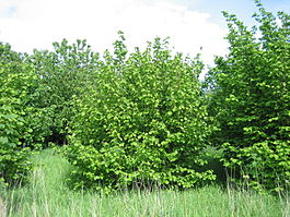 Corylus avellana shrub.jpg