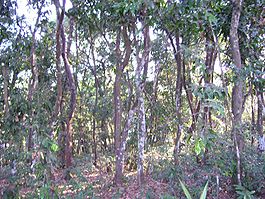 Цейлонское эбеновое дерево