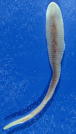 Взрослая самка Linguatula serrata