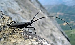 Longhorn Beetle Whitespotted Sawyer USA.jpg
