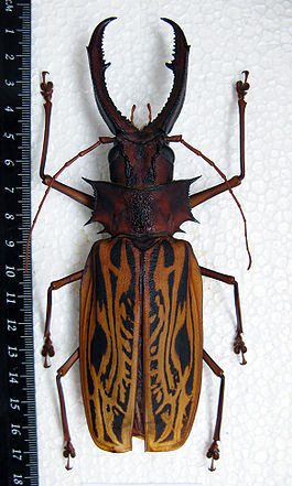 Macrodontia cervicornis. Male 155 mm 2.JPG