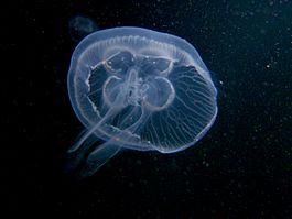 Ушастая аурелия на стадии медузы