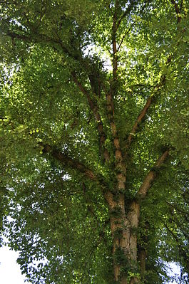 Вид на верхную часть дерева