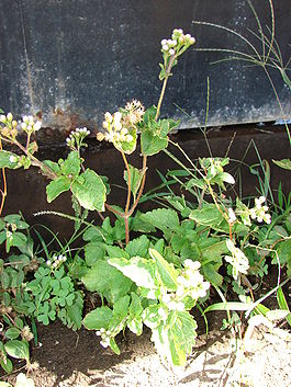 Ageratum conyzoides. Общий вид растения.