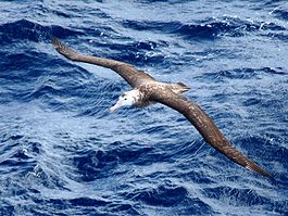 Тристанский альбатрос